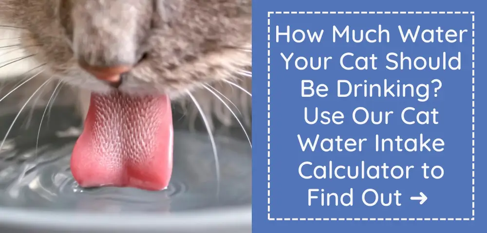 Wet and/or Dry Cat Food Calculator: How Much to Feed a Cat